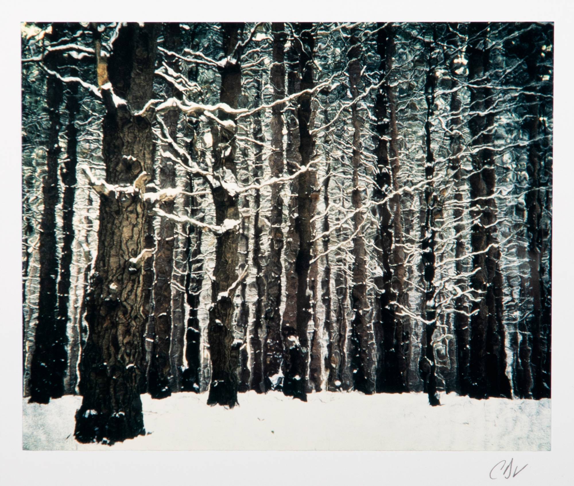 Winter landscape with snow covered tree trunks. Click to browse more winterscapes.